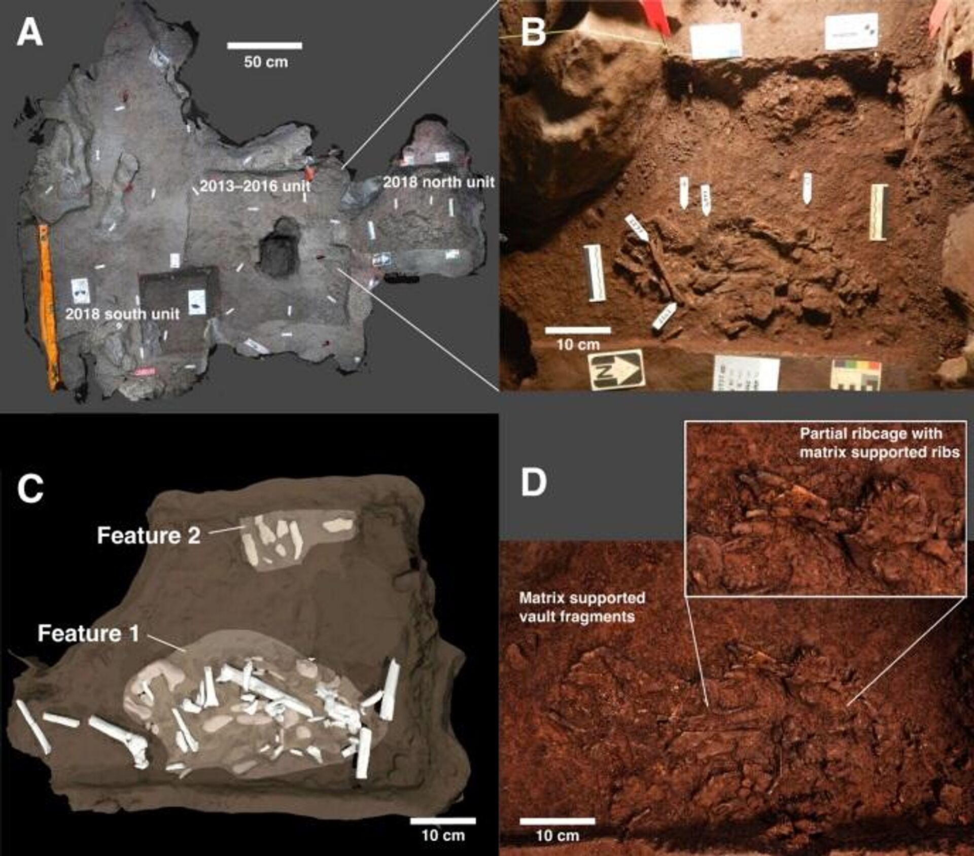 Os especialistas, liderados pelo paleontólogo Lee Berger, afirmaram ter descoberto diversos espécimes de homo naledi, um hominídeo da Idade da Pedra, enterrados a aproximadamente 30 metros em um sistema de cavernas no sítio com fósseis de hominídeos de Sterkfontein - Sputnik Brasil, 1920, 08.06.2023