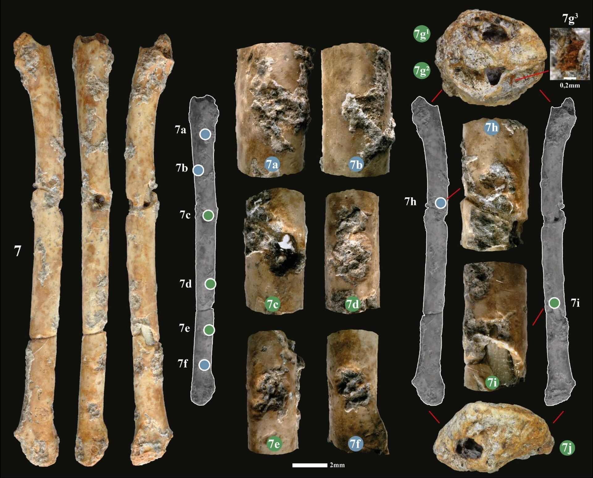 Flautas feitas com ossos de pássaros pré-históricos são encontradas em Israel - Sputnik Brasil, 1920, 09.06.2023