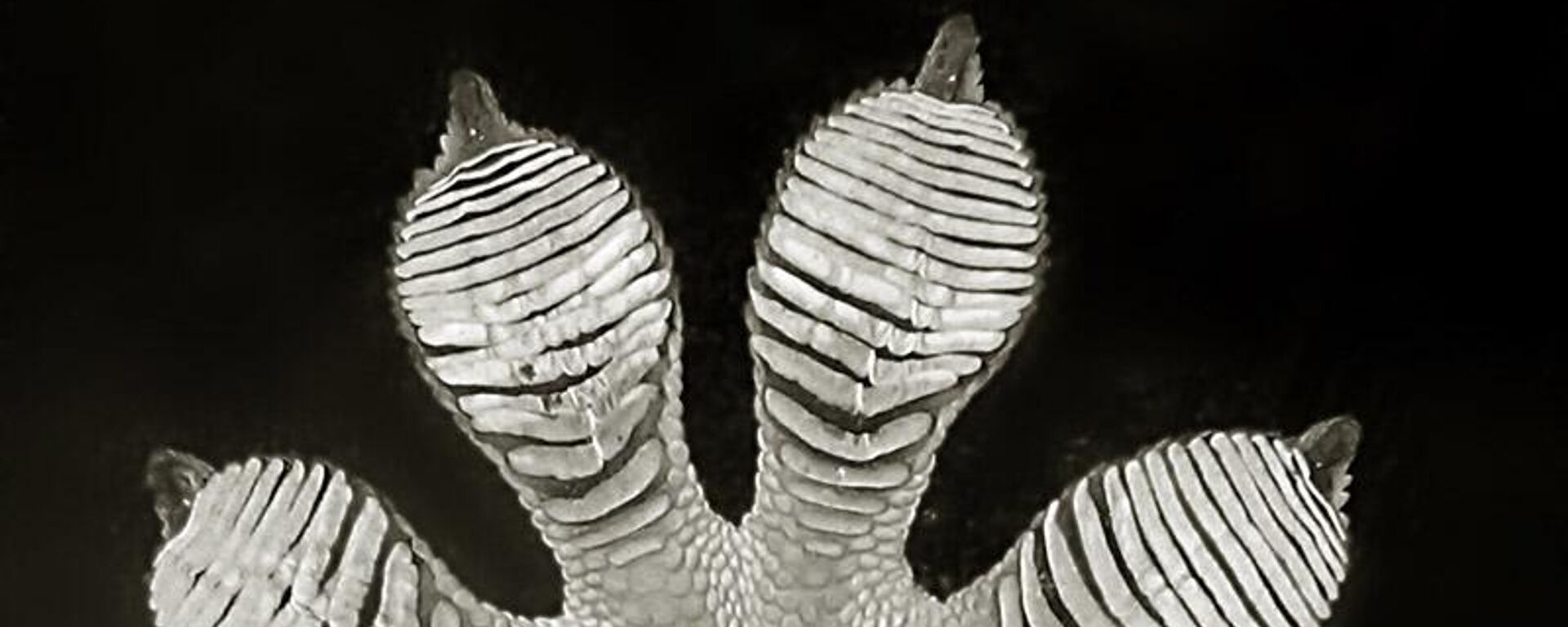 Uma nova espécie de lagartixa paraqueda, descoberta recentemente, usa uma combinação de abas cutâneas e membranas nas patas para percorrer pelas árvores nas florestas tropicais - Sputnik Brasil, 1920, 24.03.2026