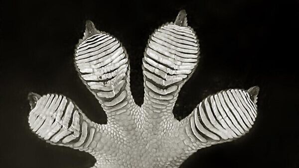 Uma nova espécie de lagartixa paraqueda, descoberta recentemente, usa uma combinação de abas cutâneas e membranas nas patas para percorrer pelas árvores nas florestas tropicais - Sputnik Brasil