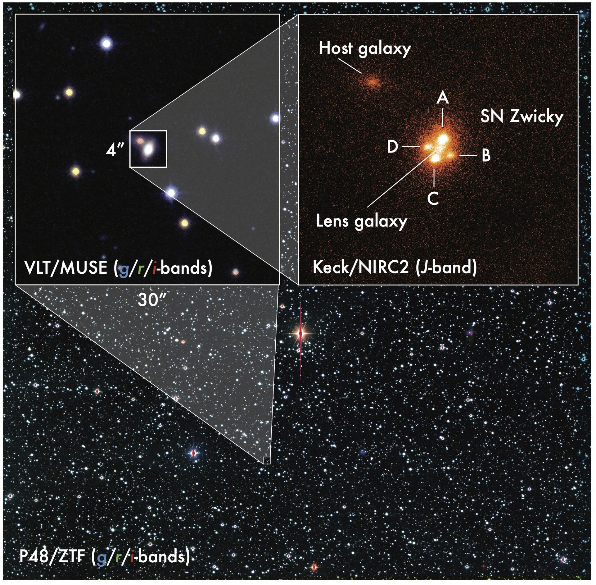 Imagens da SN Zwicky, revelando uma rara supernova de lente quádrupla  - Sputnik Brasil, 1920, 14.06.2023