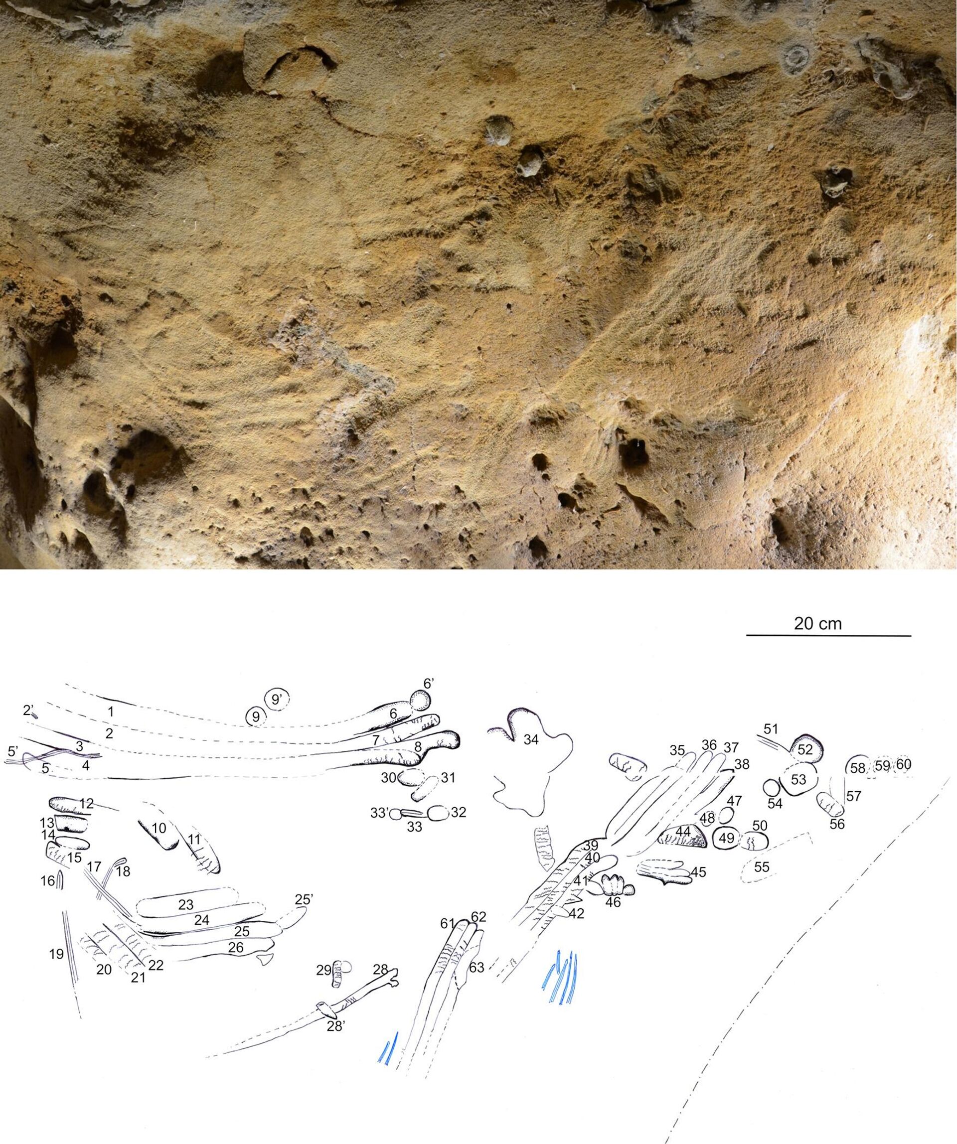Uma equipe de cientistas descobriu, em uma caverna na França, relevos rupestres feitos por neandertais há mais de 57 mil anos - Sputnik Brasil, 1920, 22.06.2023