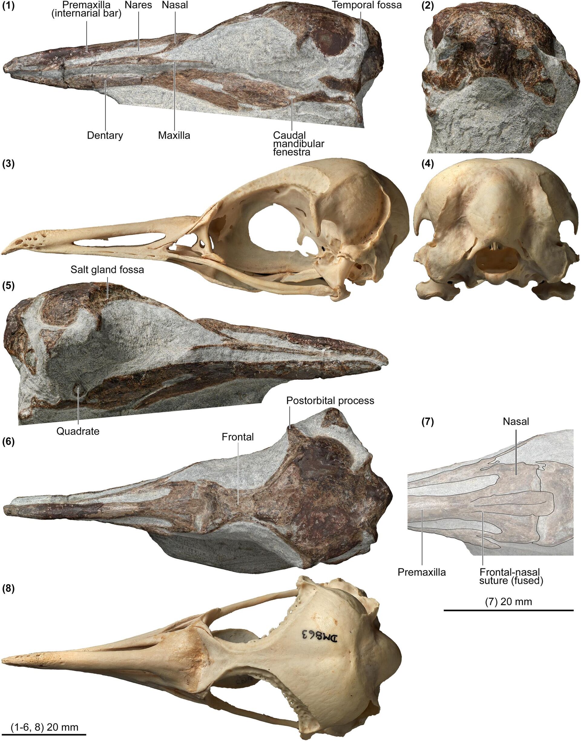 Comparação dos crânios de Eudyptula wilsonae e Eudyptula m. minor Forster - Sputnik Brasil, 1920, 28.06.2023