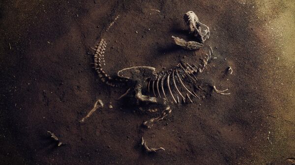 Fóssil de um Tiranossauro (imagem referencial) - Sputnik Brasil