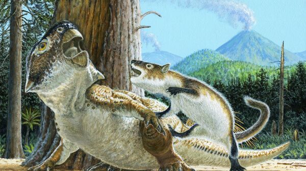 De acordo com o estudo publicado na revista Scientific Reports, uma análise minuciosa dos dois esqueletos revelou o combate entre um dinossauro herbívoro Psittacosaurus e um mamífero conhecido como texugo-europeu - Sputnik Brasil