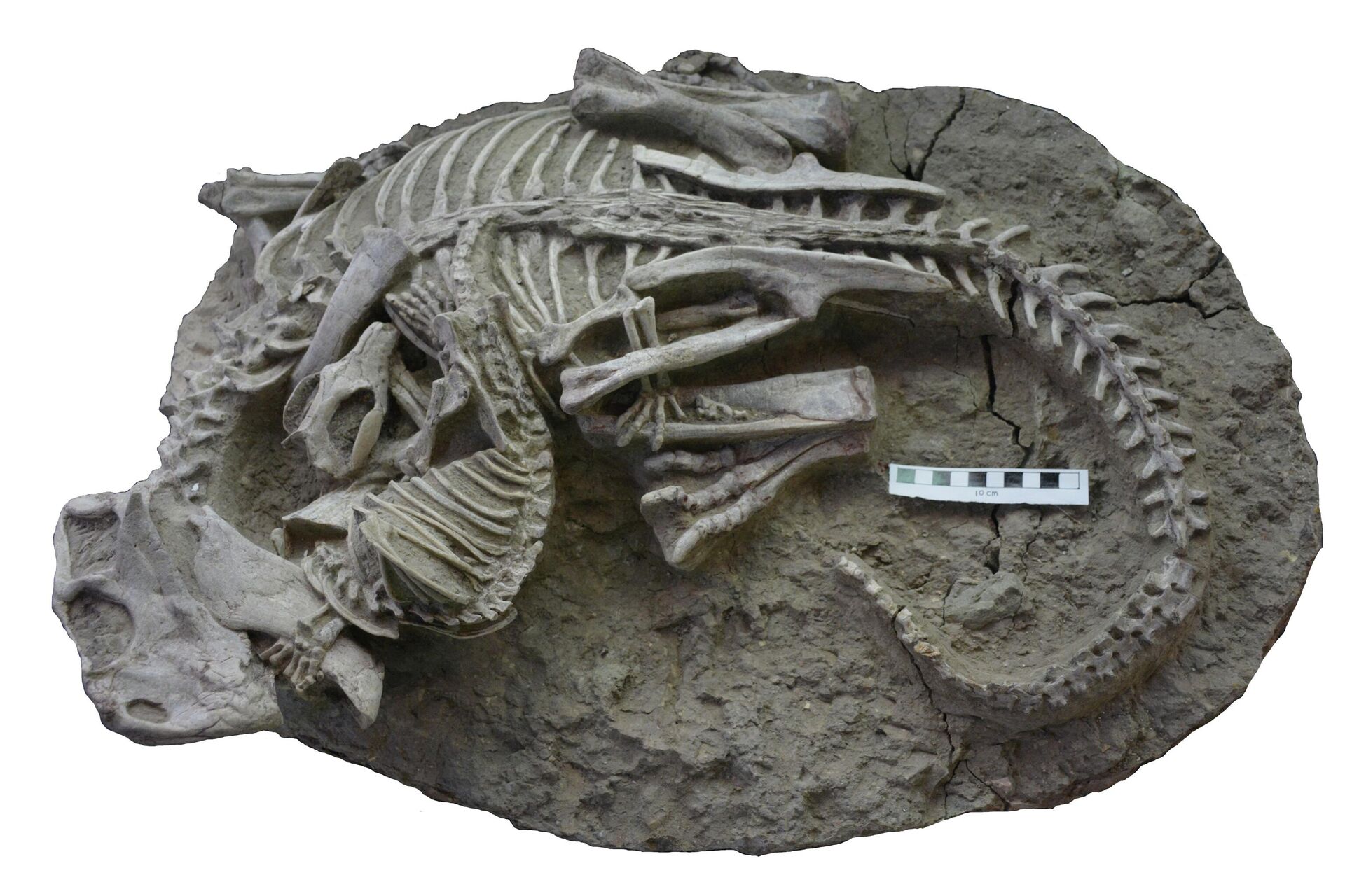 De acordo com o estudo publicado na revista Scientific Reports, uma análise minuciosa dos dois esqueletos revelou o combate entre um dinossauro herbívoro Psittacosaurus e um mamífero conhecido como texugo-europeu - Sputnik Brasil, 1920, 19.07.2023