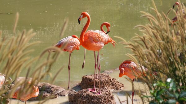 Flamingo no parque de safári - Sputnik Brasil