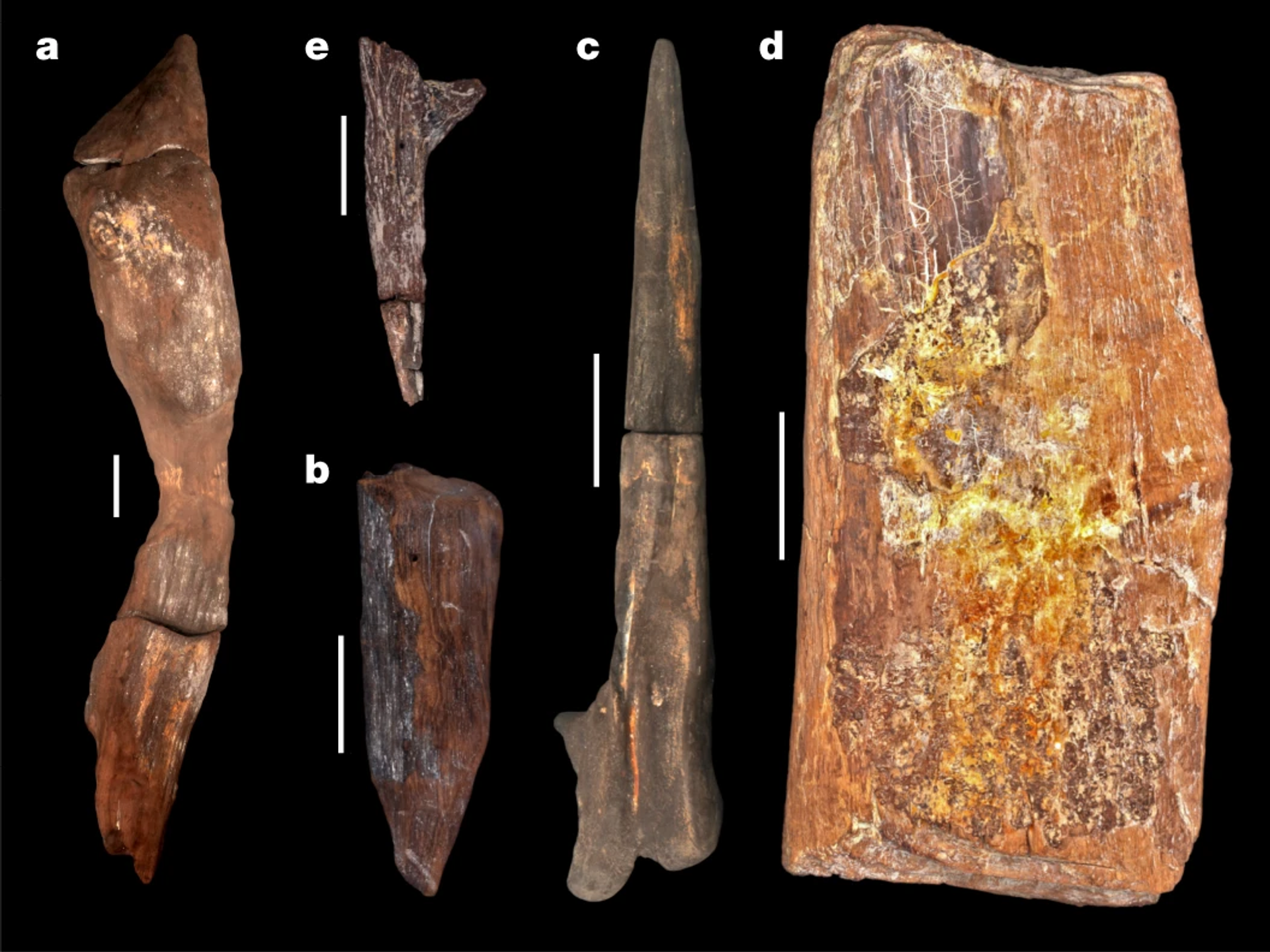 Estrutura de madeira de 476 mil anos encontrada na Zâmbia revela raízes da humanidade - Sputnik Brasil, 1920, 21.09.2023