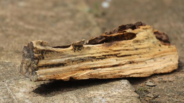 Fragmento de madeira antiga - Sputnik Brasil
