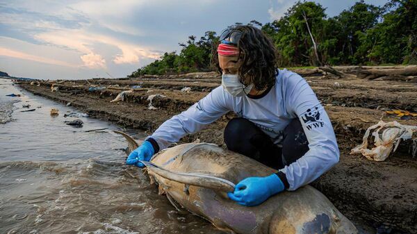 Peixe é inspecionado em rio que reduziu drasticamente o nível no Amazonas - Sputnik Brasil