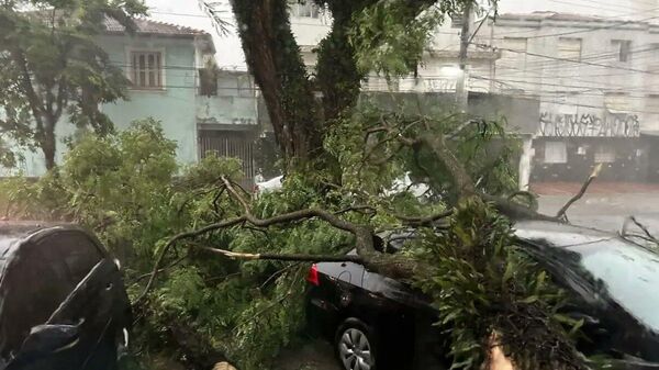 Árvore derrubada por temporal que provocou corte na energia em São Paulo (SP), em 3 de outubro de 2023 - Sputnik Brasil