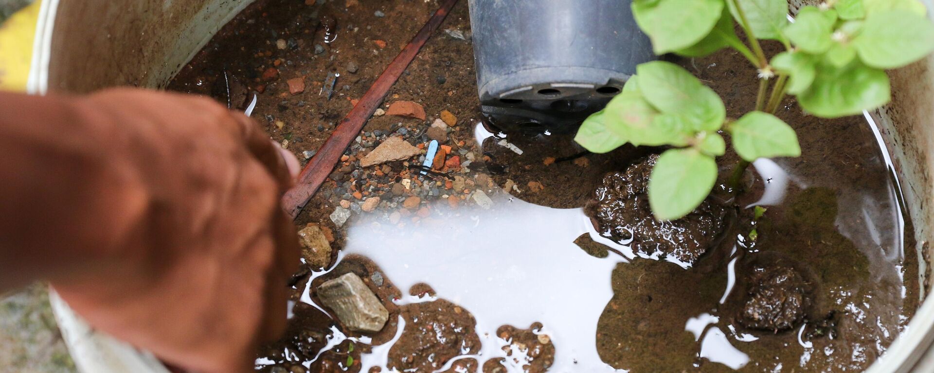 Agentes durante ação de combate à proliferação do mosquito transmissor da dengue em local com água parada. Brasília, 31 de janeiro de 2024 - Sputnik Brasil, 1920, 11.03.2024