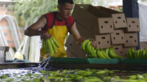 Produção de banana equatoriana  - Sputnik Brasil