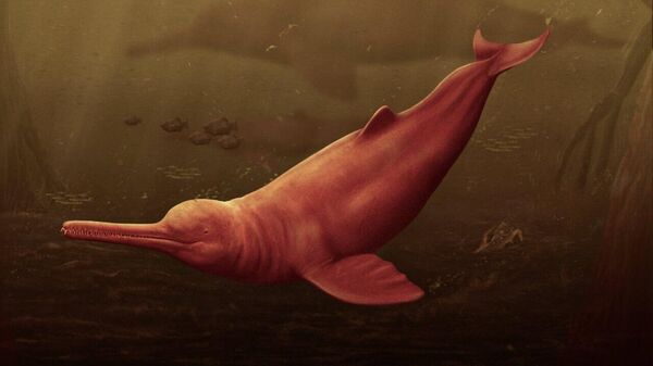 Reconstrução artística da espécie de golfinho de água doce que viveu há 16 milhões de anos na Amazônia peruana - Sputnik Brasil