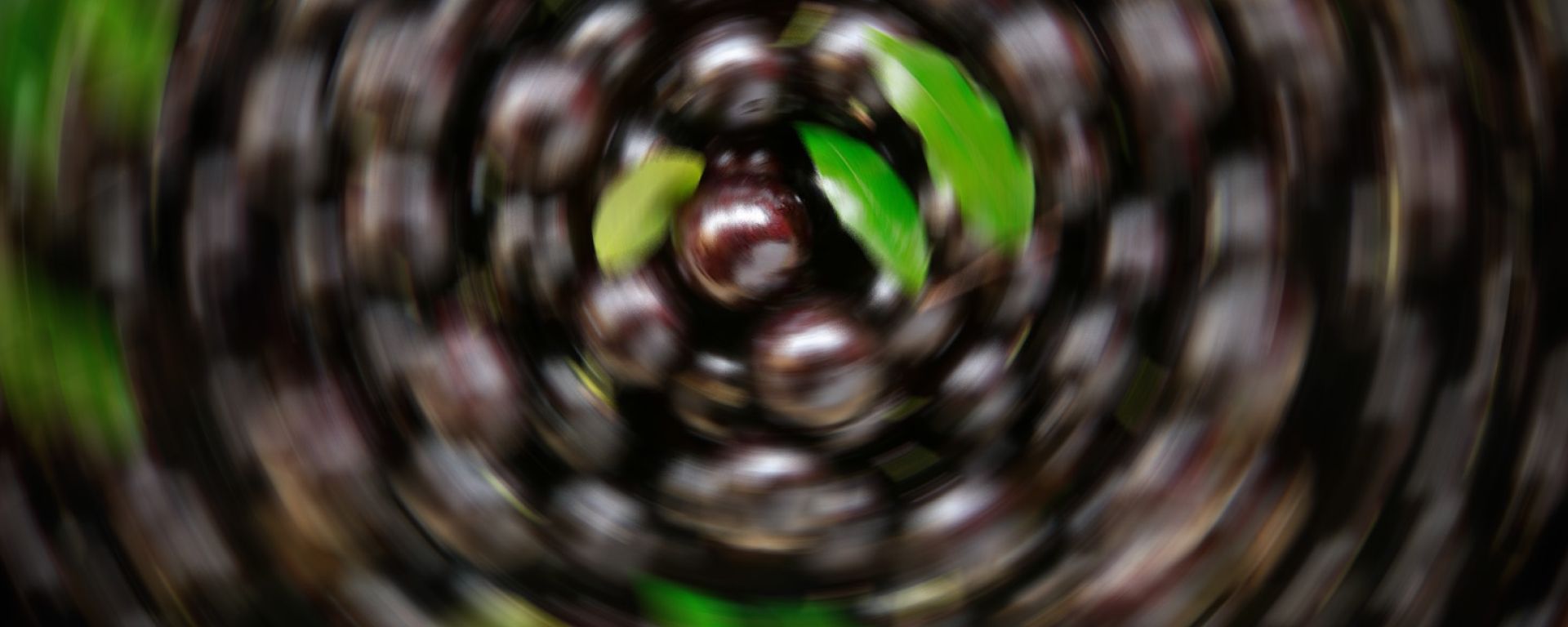 #356 Jabuticaba - Sputnik Brasil, 1920, 09.04.2024