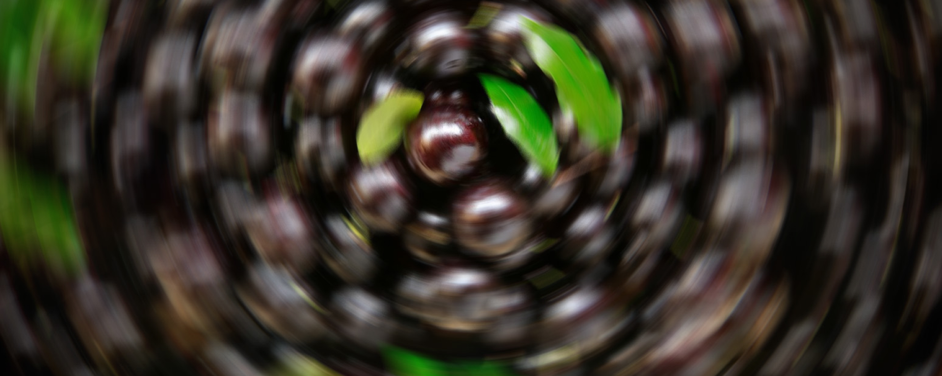 Jabuticaba Sem Caroço #372 - Sputnik Brasil, 1920, 01.05.2024