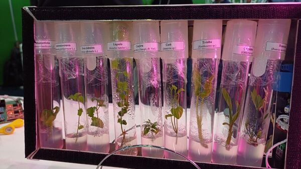 Recipientes de vidro com brotos de diferentes vegetais, cuja Embrapa pretende viabilizar o cultivo no espaço, em 22 de maio de 2024 - Sputnik Brasil