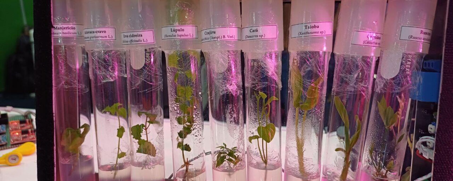 Recipientes de vidro com brotos de diferentes vegetais, cuja Embrapa pretende viabilizar o cultivo no espaço, em 22 de maio de 2024 - Sputnik Brasil, 1920, 22.05.2024