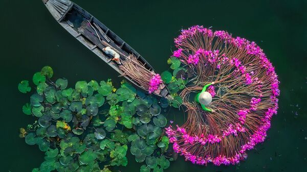 Flores de lírio. Vista aérea, individual - Sputnik Brasil