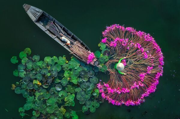 Flores de lírio. Vista aérea, individual - Sputnik Brasil