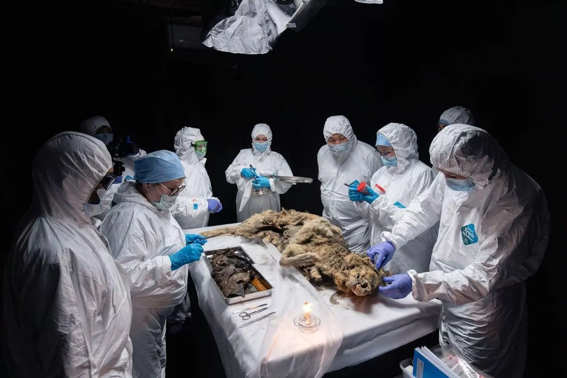 Cientistas da república da Yakútia examinam a múmia de um lobo com mais de 44 mil anos - Sputnik Brasil, 1920, 01.07.2024