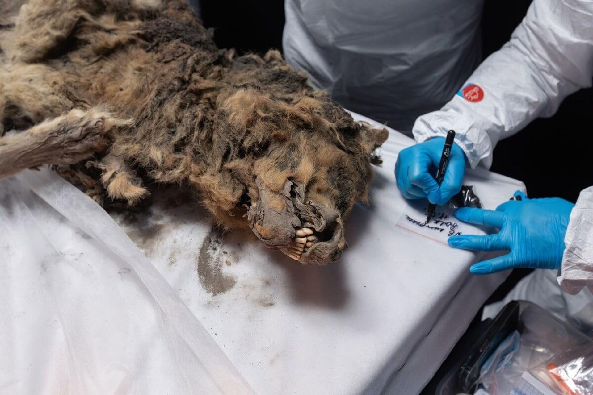 Cientistas da república da Yakútia examinam a múmia de um lobo com mais de 44 mil anos - Sputnik Brasil, 1920, 01.07.2024