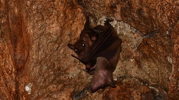 Morcego frugívoro egípcio (imagem referencial) - Sputnik Brasil