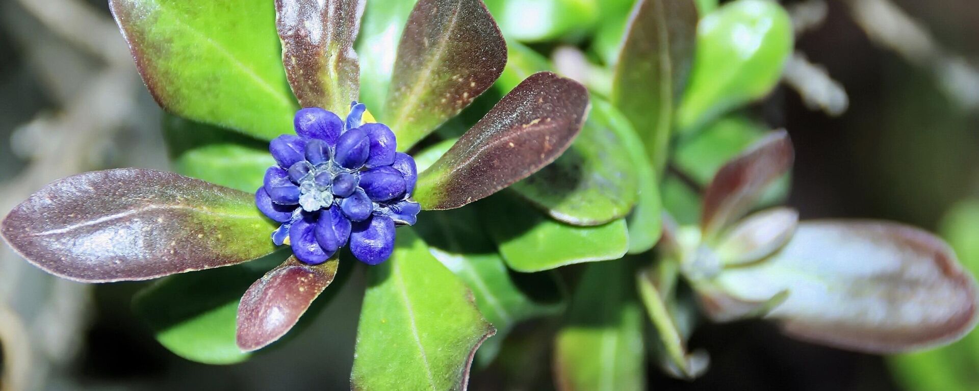 Recursos genéticos naturais da flora e da fauna são explorados por países do Norte Global - Sputnik Brasil, 1920, 01.08.2024