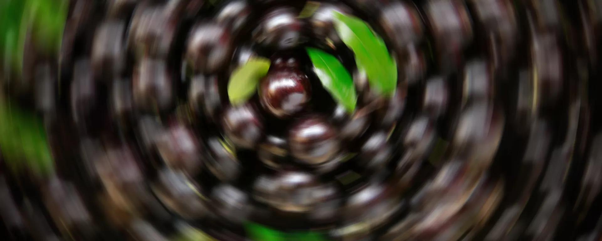 #442 Jabuticaba - Sputnik Brasil, 1920, 07.08.2024