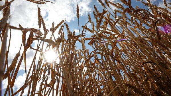 Vista mostra espigas de trigo durante colheita nos campos da empresa Progress Agro na região de Krasnodar, Rússia - Sputnik Brasil