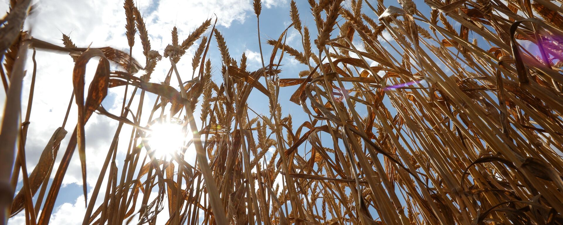 Vista mostra espigas de trigo durante colheita nos campos da empresa Progress-Agro na região de Krasnodar, Rússia - Sputnik Brasil, 1920, 11.08.2024