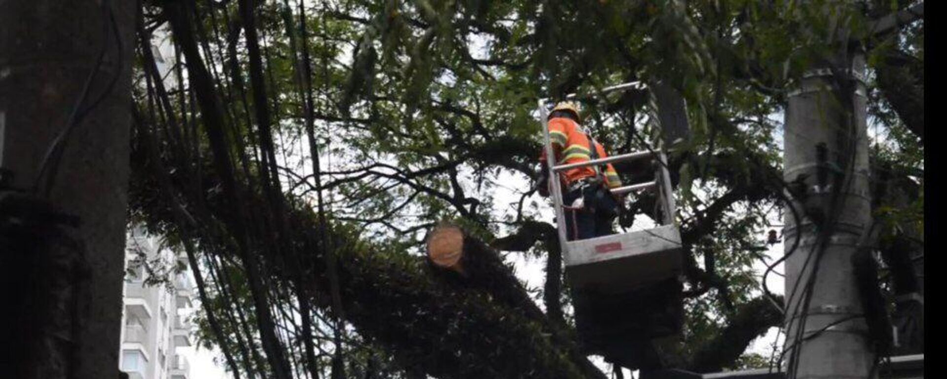 Técnicos podam árvores que afetam a rede elétrica após tempestade e apagão em São Paulo - Sputnik Brasil, 1920, 15.10.2024