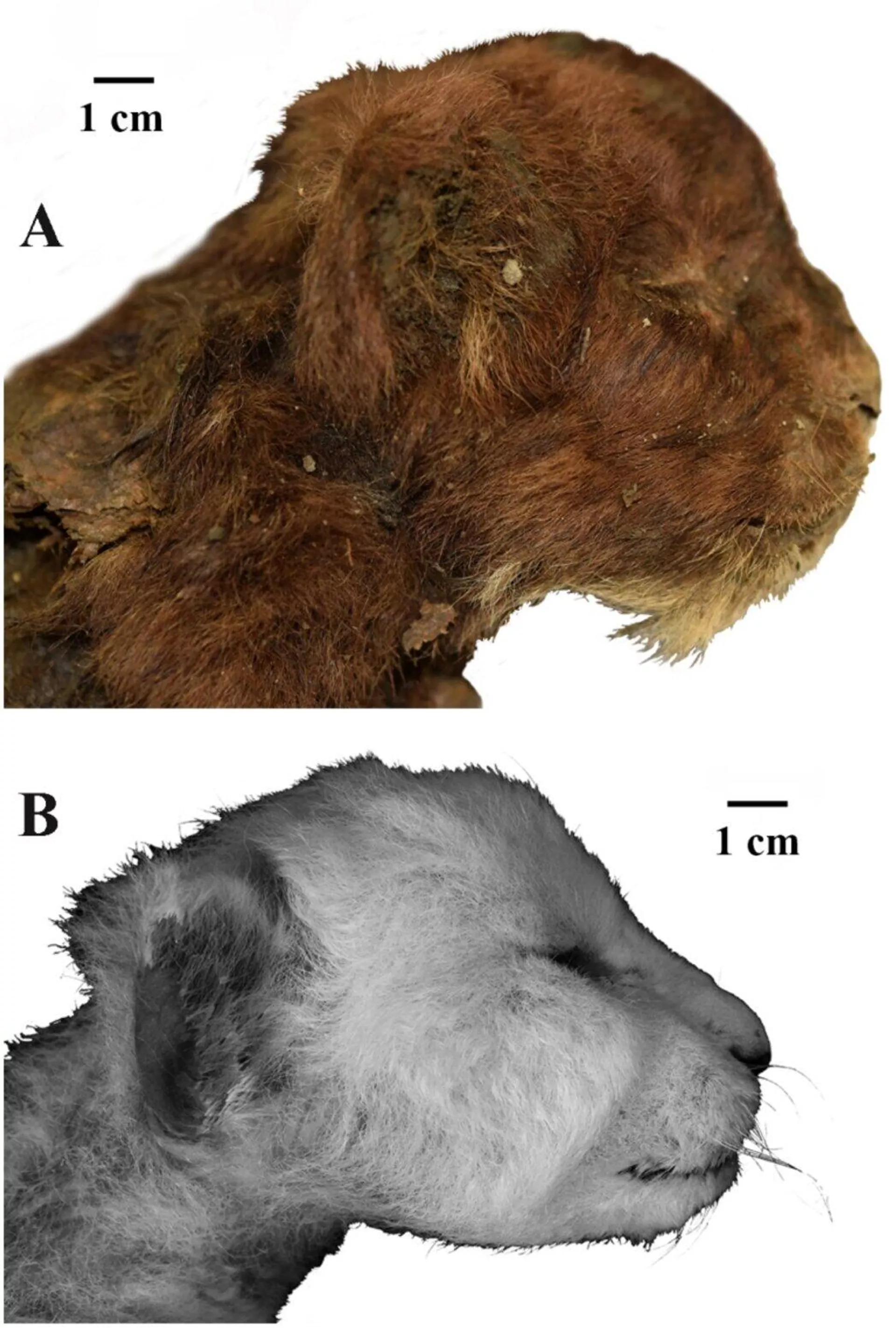 Aspecto externo de cabeças de três semanas de filhotes de grandes felinos, vista lateral direita: (A) Homotherium latidens (Owen, 1846), espécime DMF AS RS, nº Met-20-1, múmia congelada, Rússia, república de Sakha (Yakútia), bacia do rio Indigirka, rio Badyarikha; Pleistoceno Superior; (B) Panthera leo (Linnaeus, 1758), espécime ZMMU, nº S-210286; Recente - Sputnik Brasil, 1920, 19.11.2024