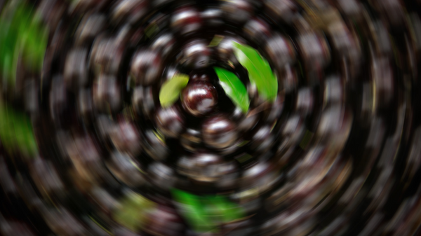 Jabuticaba Sem Caroço #532 - Sputnik Brasil