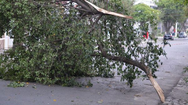 Ventos chegaram a 80 km/h e causaram quedas de árvores e galhos, danificando a rede elétrica em São Paulo. Brasil, 21 de dezembro de 2024 - Sputnik Brasil