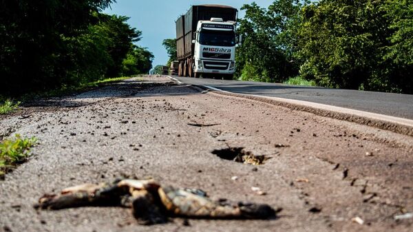 Animal atropelado na rodovia BR-262, entre Corumbá e Campo Grande, no Mato Grosso do Sul - Sputnik Brasil