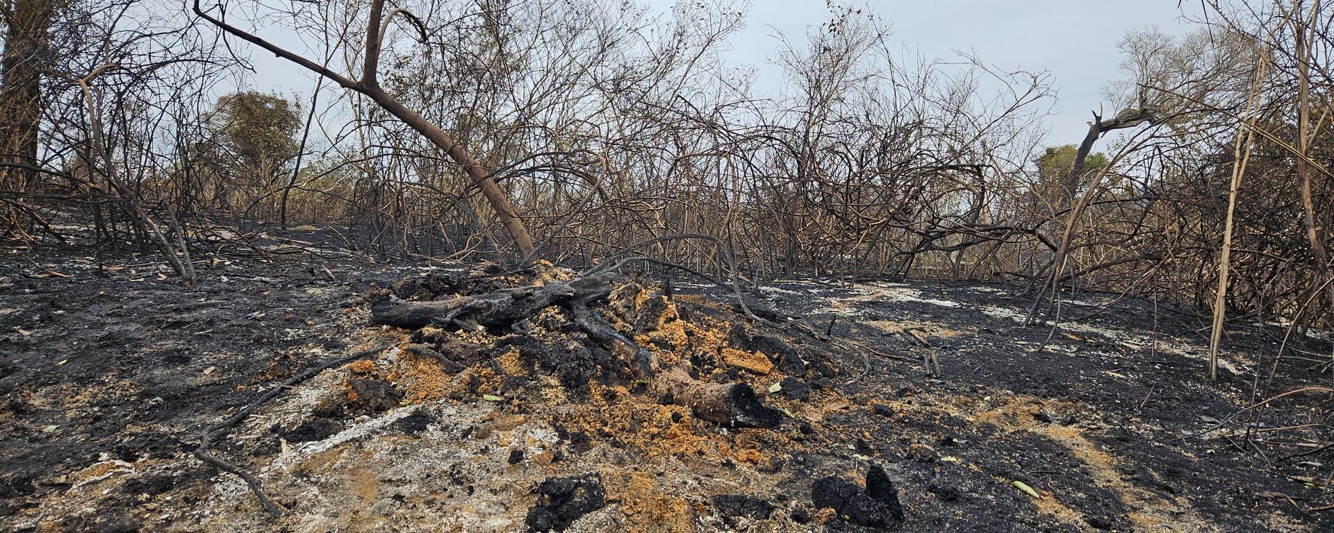 Mata do Pantanal após incêndio (foto de arquivo) - Sputnik Brasil, 1920, 12.02.2025