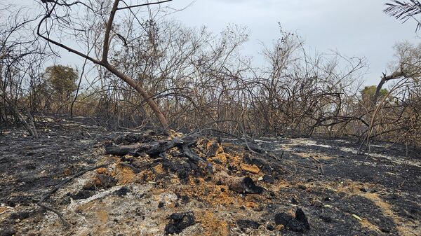 Mata do Pantanal após incêndio (foto de arquivo) - Sputnik Brasil