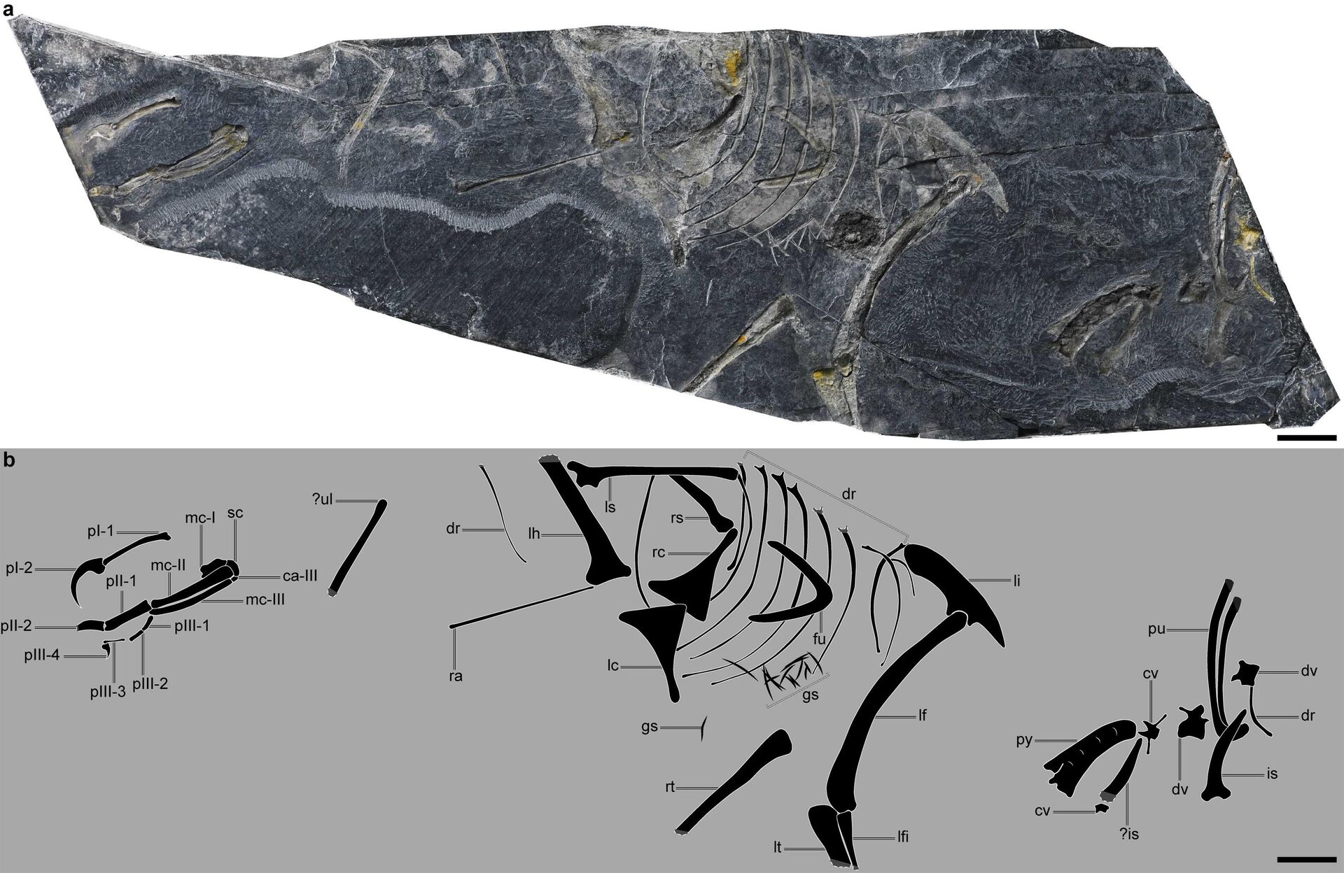 Imagem da ave fossilizada Baminornis zhenghensis e diagrama do esqueleto