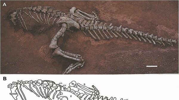 Uma foto (acima) e um desenho de contorno (abaixo) de um esqueleto fossilizado de dinossauro Xingxiulong yueorum descoberto inicialmente na cidade de Lufeng, província de Yunnan. Fevereiro 2025. - Sputnik Brasil