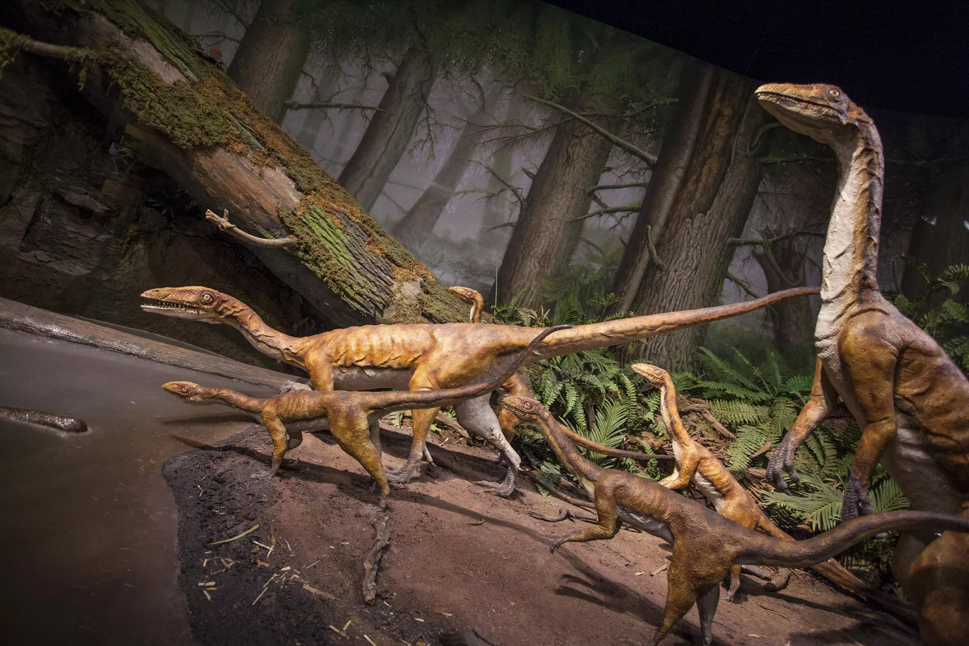 Dinossauro Coelophysis bauri em exposição no Museu Estadual da Pensilvânia, Harrisburg - Sputnik Brasil, 1920, 27.02.2025