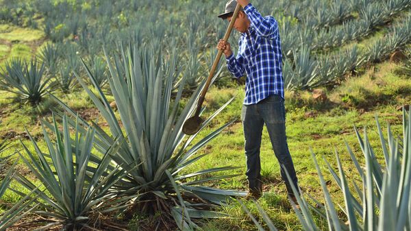 Produtor de tequila em Jalisco - Sputnik Brasil