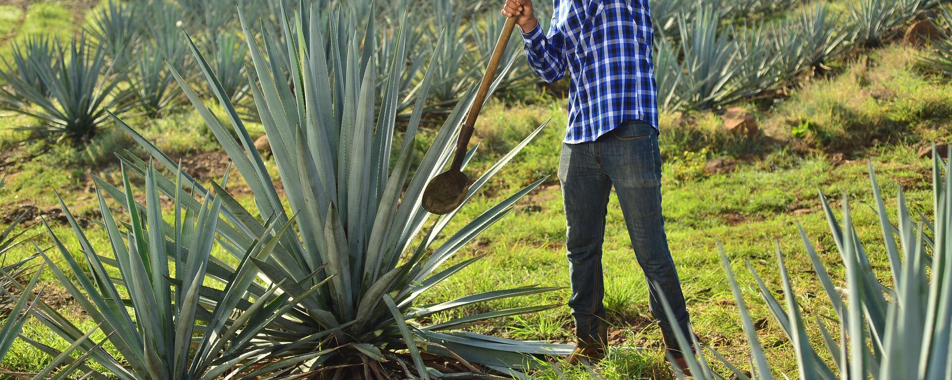 Produtor de tequila em Jalisco - Sputnik Brasil, 1920, 02.03.2025