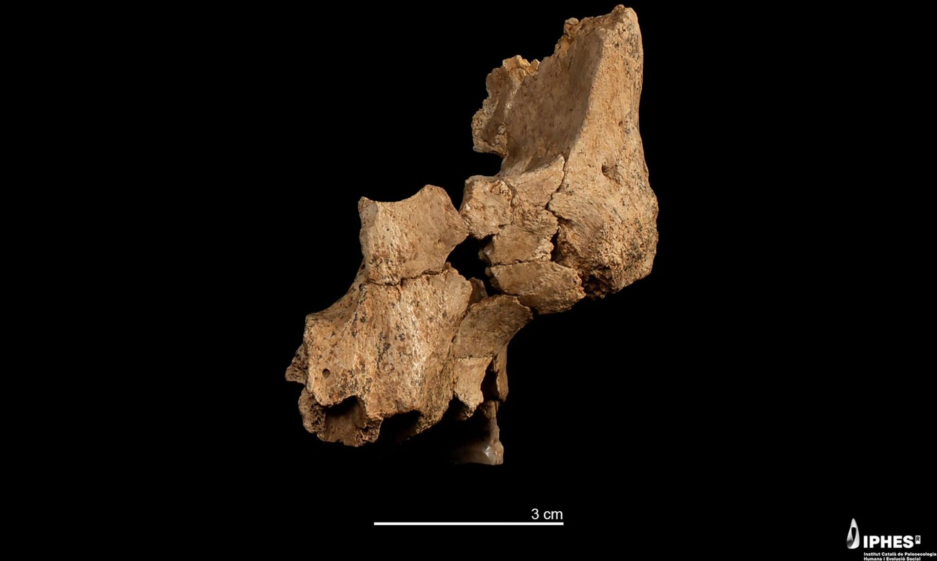 Os restos fossilizados compreendem a bochecha esquerda e a mandíbula superior de um membro adulto de uma espécie humana extinta, na Espanha - Sputnik Brasil, 1920, 14.03.2025