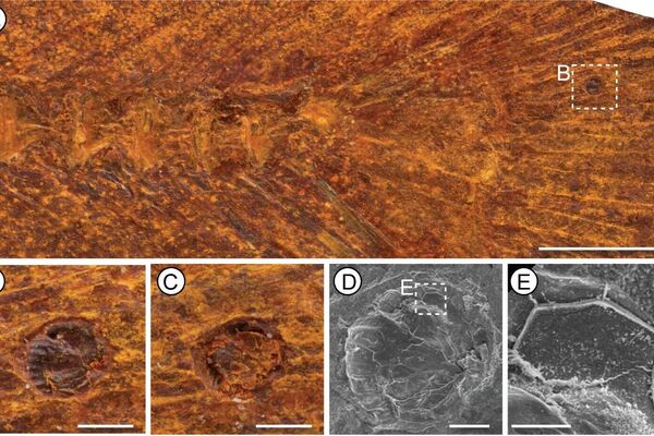 Infecção por glochidium em F. brocksi (AM F.146607) Fotografias de microscopia de luz (A–C) e micrografias eletrônicas de varredura (D, E).  - Sputnik Brasil