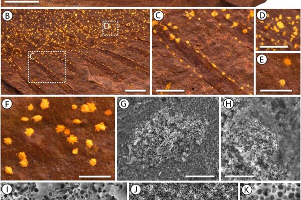 Cromatóforos e melanossomos em F. brocksi. Fotografias de microscopia de luz (A–F, AM F.155048) e micrografias eletrônicas de varredura (G–L, AM F.146748).  - Sputnik Brasil