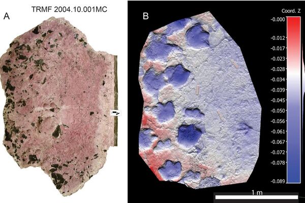 Espécime de Ruopodosaurus clava, moldado, do Murray River. A, fotografia; B, mapa de elevação do modelo fotogramétrico; e C, desenho interpretativo de toda a superfície moldada. D, close-up dos pares de mãos e pés mais bem preservados na superfície. Abreviações: E, esquerda; m, mãos; p, pés; D, direita - Sputnik Brasil