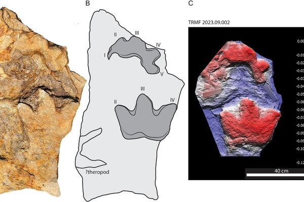 Holótipo de Ruopodosaurus clava do Wolverine River, moldes naturais das mãos e pés esquerdos em bloco caído. A, fotografia, B, desenho interpretativo, e C, mapa de elevação do modelo fotogramétrico do par mãos e pés - Sputnik Brasil