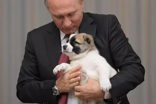 O líder do Turquemenistão felicitou seu colega russo Vladimir Putin por seu aniversário e ofereceu-lhe um cachorrinho alabai (pastor-da-ásia-central) - Sputnik Brasil