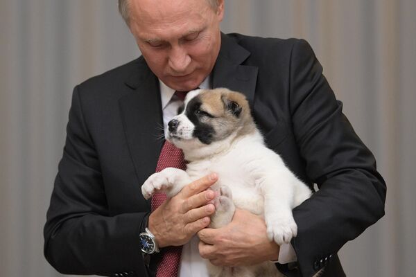 O líder do Turquemenistão felicitou seu colega russo Vladimir Putin por seu aniversário e ofereceu-lhe um cachorrinho alabai (pastor-da-ásia-central) - Sputnik Brasil